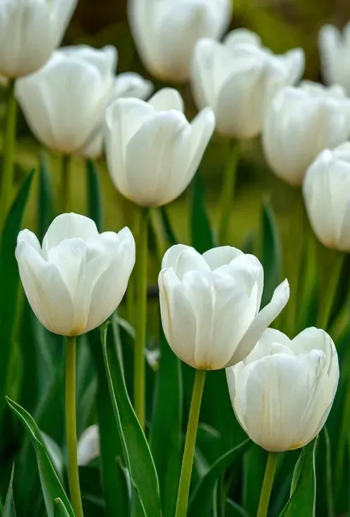 Champ de tulipes blanches épanouies aux tiges vertes sous une belle lumière.