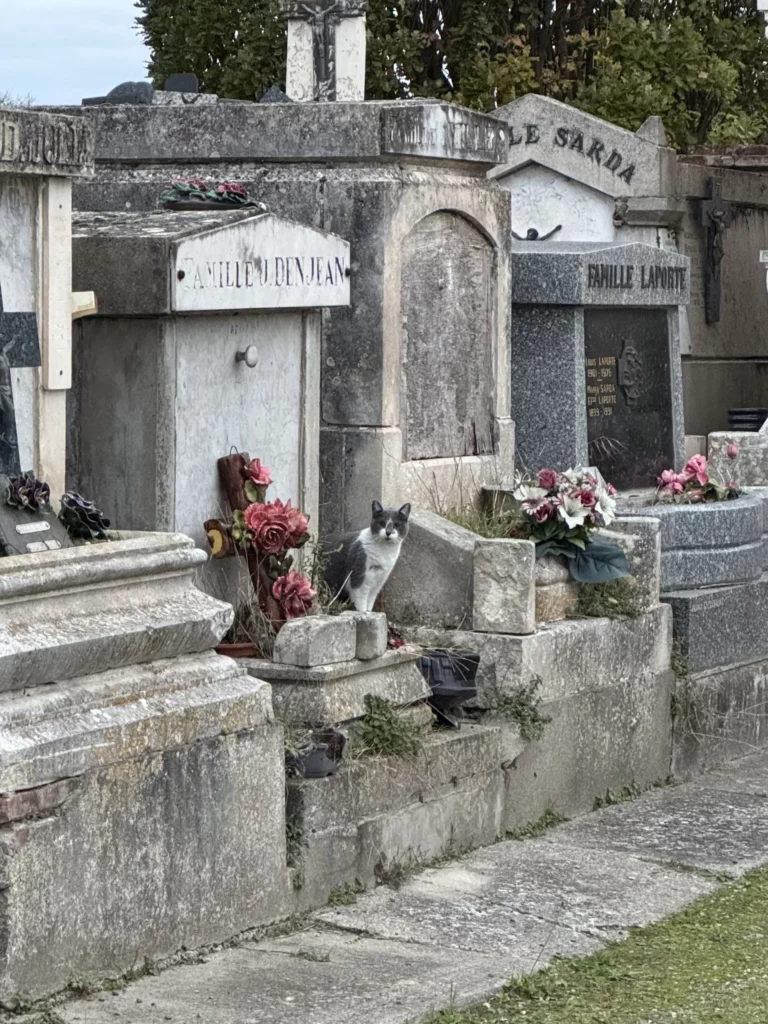 Un petit chat gris et blanc posé sur les marches d'anciens monuments funéraires.